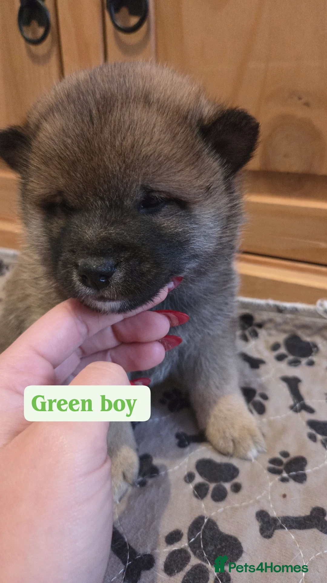 Japanese Shiba Inu dogs for sale: Shiba Inu – 5 Puppies  - Advert 9