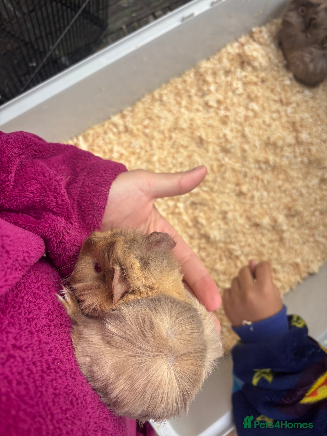 Guinea Pig rodents for sale: baby guinea pig  - Advert 5