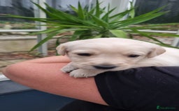 Mixed Breed dogs for sale: Double Doodle puppies  - Image 14