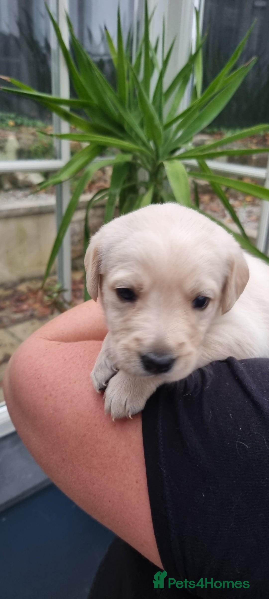 Mixed Breed dogs for sale: Double Doodle puppies  - Image 14