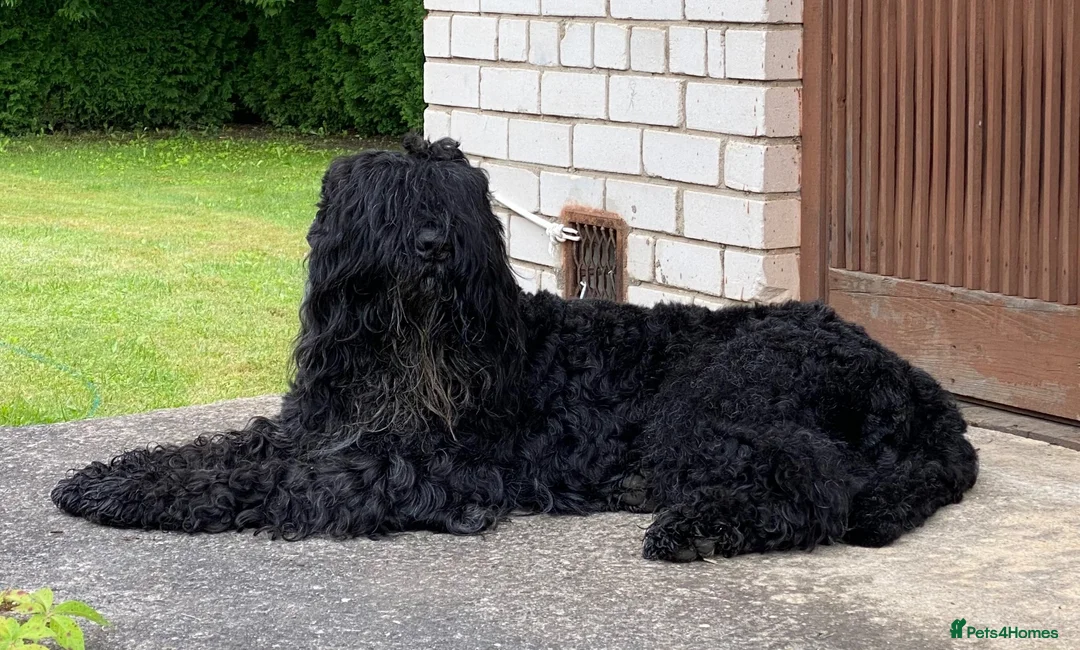 Russian Black Terrier dogs for sale: Black Russian Terrier  - Advert 13