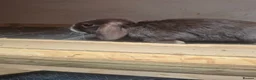 Mini Lop rabbits for sale: Mini lop  - Advert 3