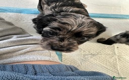 Cavapoo dogs for sale: Gorgeous Rare-Colouring Cavapoo Puppies - Advert 27