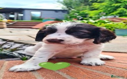 Cocker Spaniel dogs for sale: Beautiful pedigree working cocker spaniel puppy  - Image 7