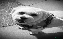 Shichon dogs for sale: Loveable (but problematic) 7 y/o boy  - Image 2