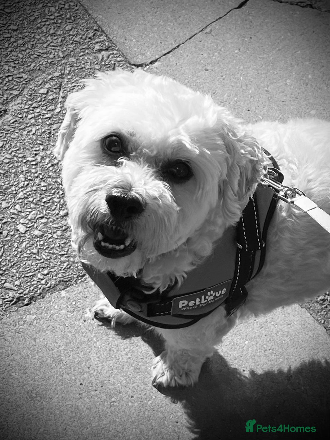 Shichon dogs for sale: Loveable (but problematic) 7 y/o boy  - Image 2