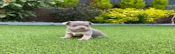 Jack Russell dogs for sale: Gorgeous Miniature Jack Russell Puppies  - Advert 31