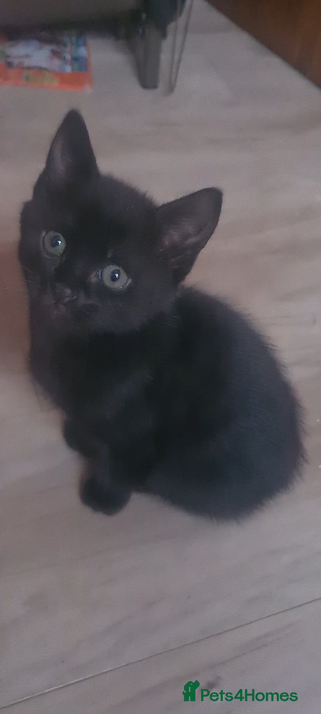 British Shorthair cats for sale: Lovely 1 black and 2 black & white kitten - Image 18