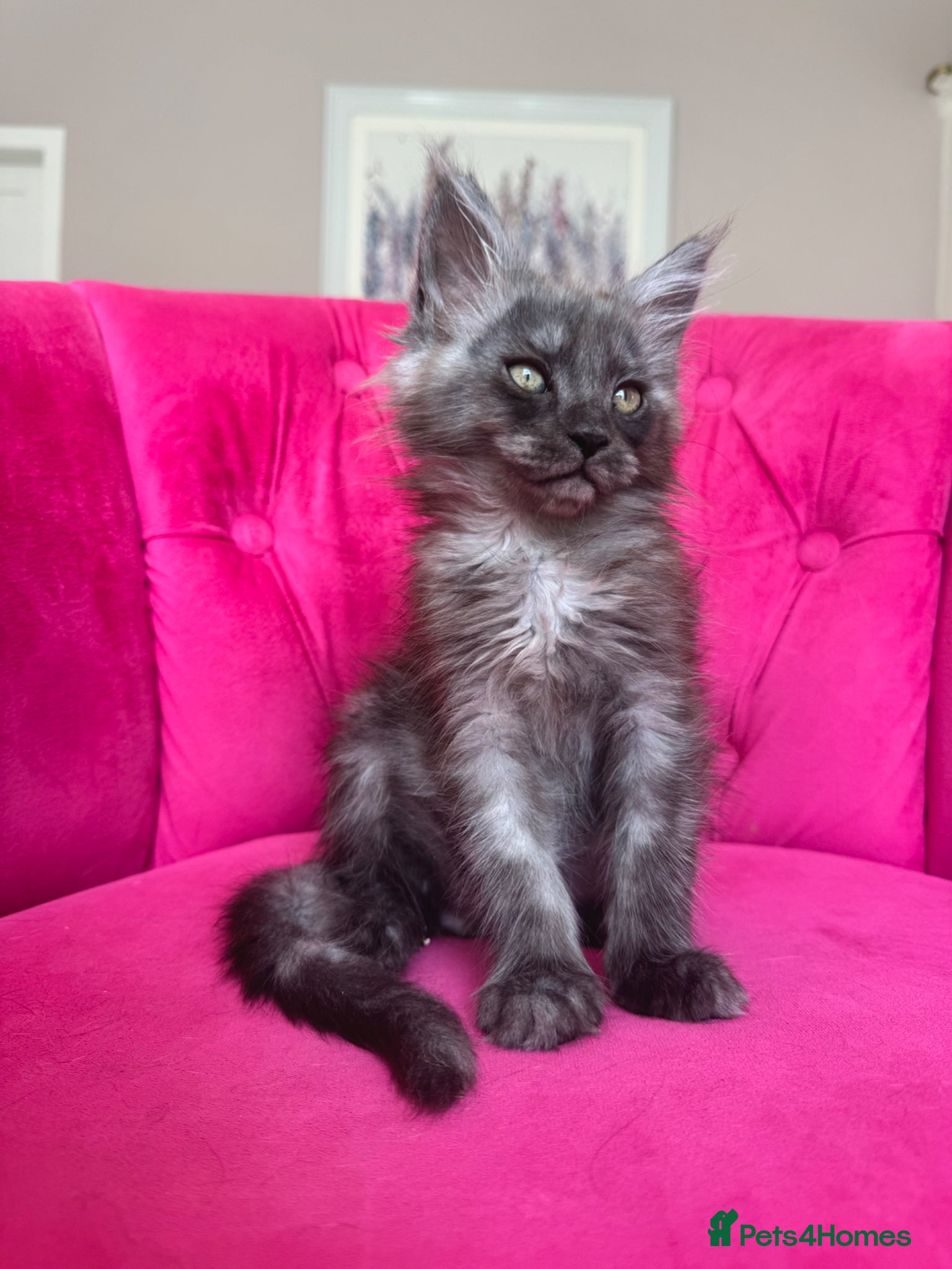 Maine Coon cats Maine Coon Kittens 🏆 20+ gen 🧬 Full Pedigree - Advert 1