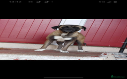 Mixed Breed dogs for sale: Cane corso/akita - Image 3
