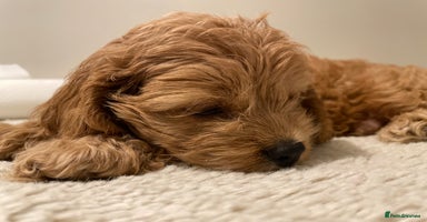 Cockapoo dogs Toy Yankee doodle boy puppy only American cockapoo - Advert 1