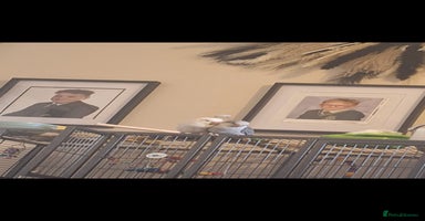 Parakeets birds - Advert 12