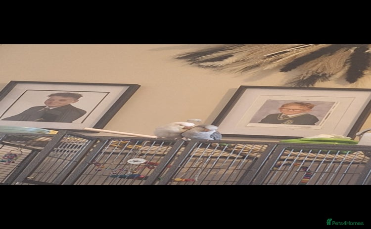 Parakeets birds - Advert 5