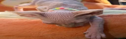 Sphynx cats for sale: Beautiful Sphynx Kittens Available  in Willenhall - Advert 6