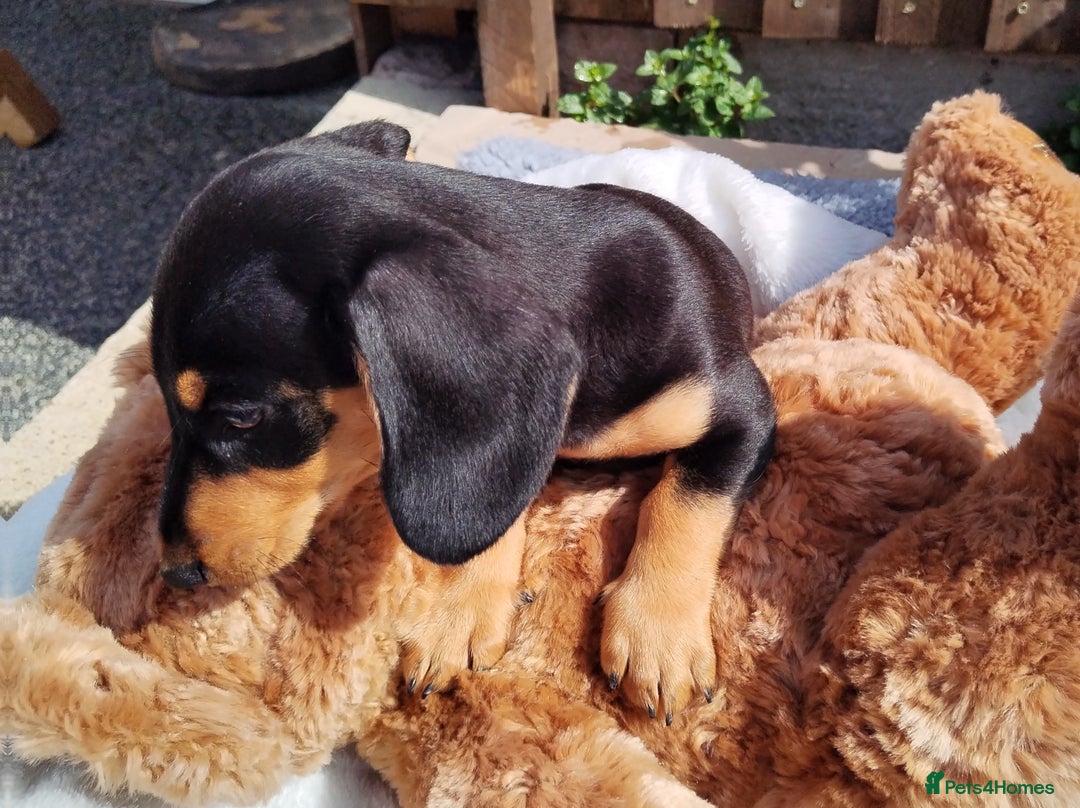 Miniature Dachshund dogs for sale: Mini dachshund  - Image 19