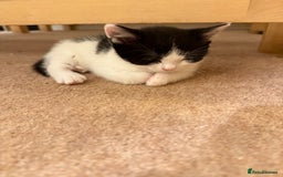 Mixed Breed cats for sale: 2 sweet kittens  - Image 4