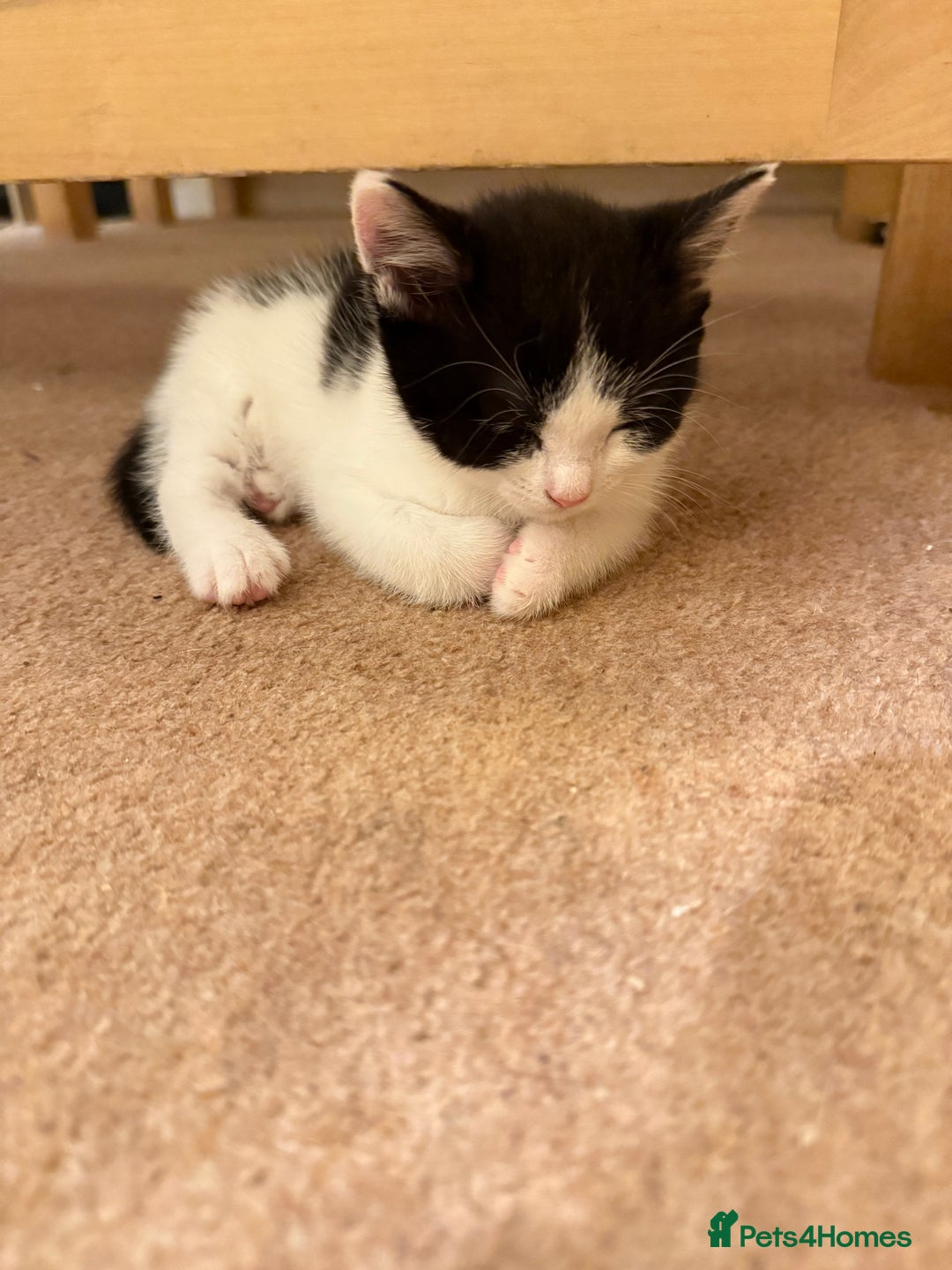 Mixed Breed cats for sale: 2 sweet kittens  - Image 4