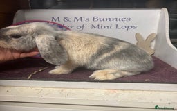 Mini Lop rabbits for sale: !Lovely little Mini Lop Doe 5months old  in Bristol - Image 2