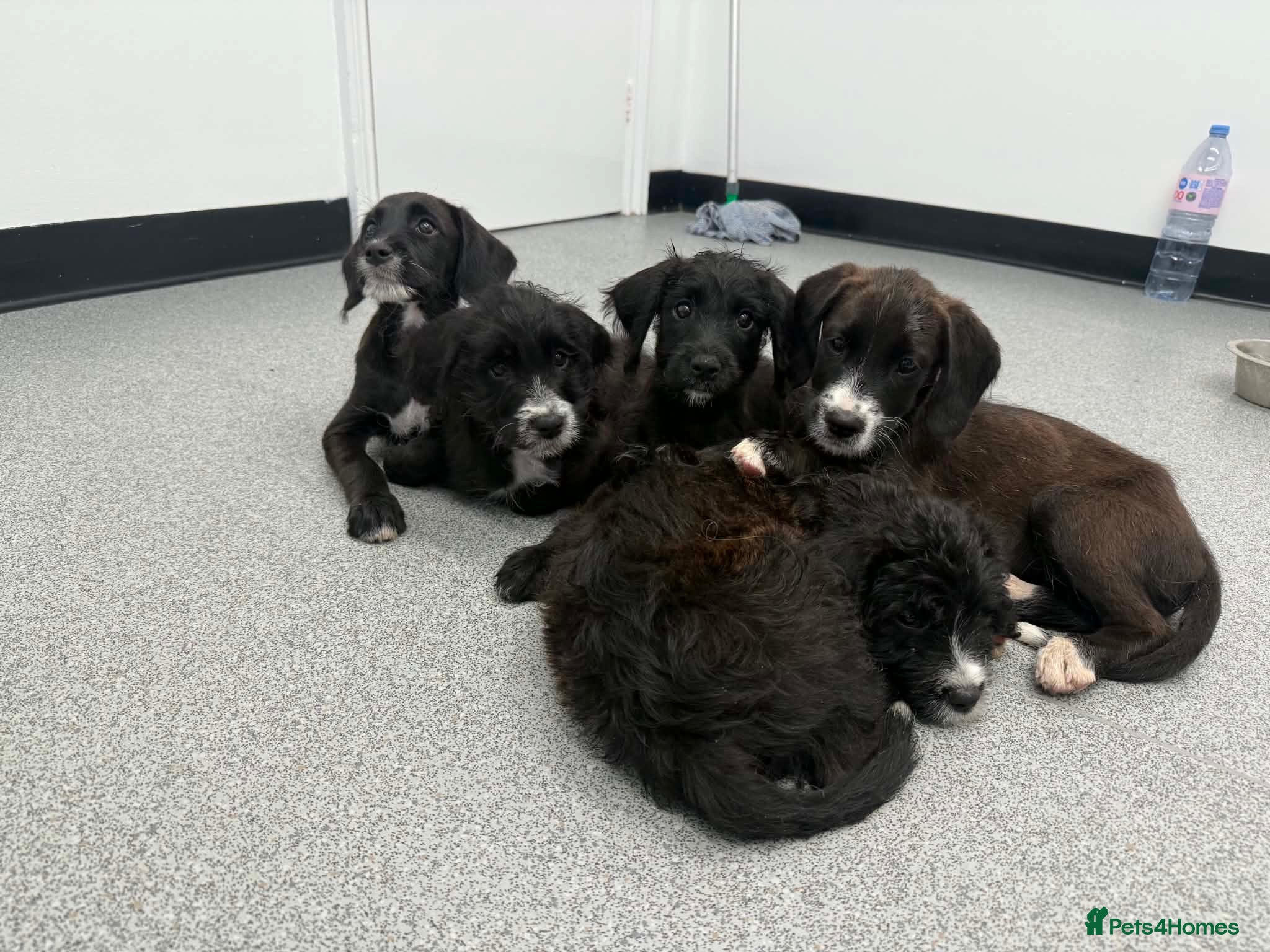 Mixed Breed dogs Boxer Doodle • READY NOW - Advert 20