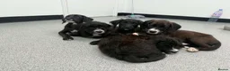 Mixed Breed dogs for sale: Boxer-Doodle • READY NOW - Advert 6