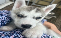 Siberian Husky dogs for sale: Full Pedigree Siberian Husky/Huskies puppies  in Blackpool - Image 11