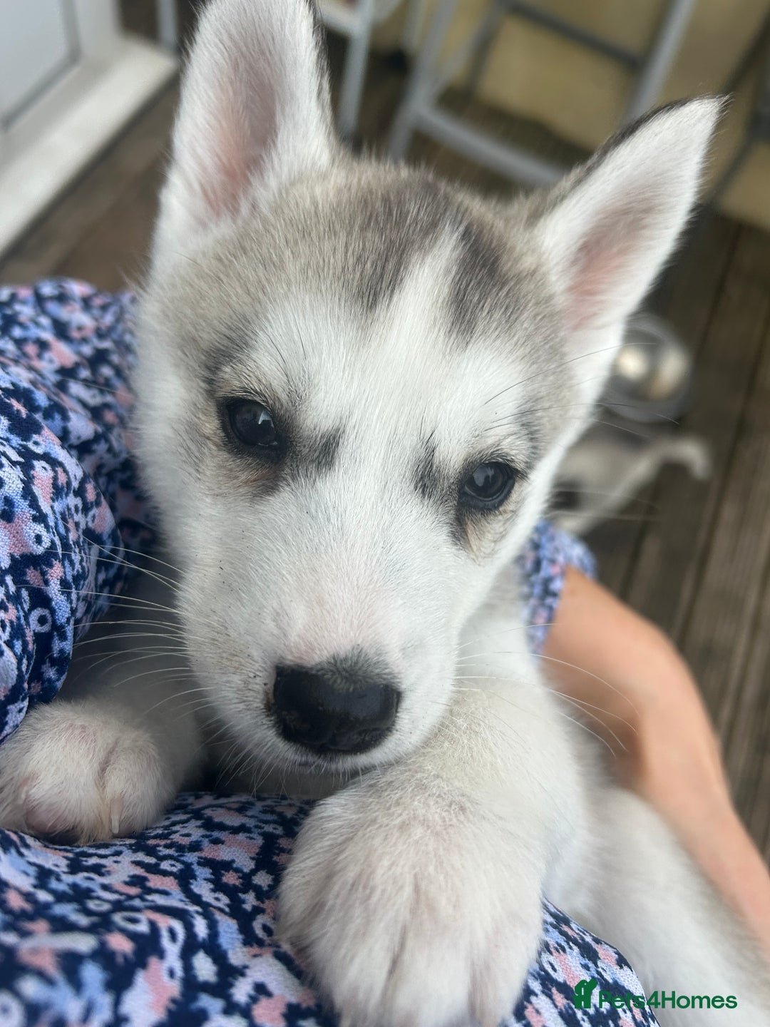 Siberian Husky dogs for sale: Full Pedigree Siberian Husky/Huskies puppies  in Blackpool - Image 11