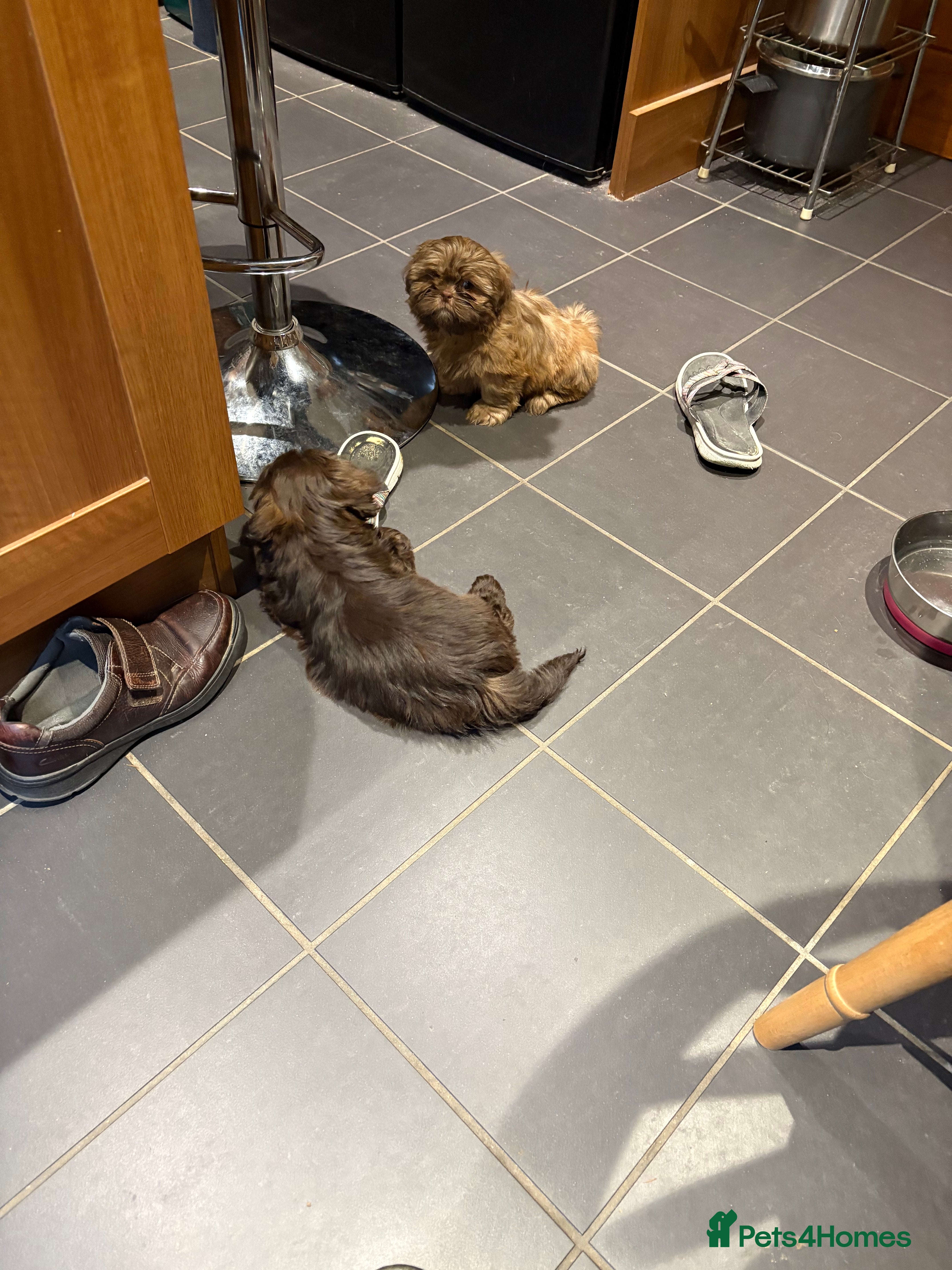 Shih Tzu dogs Karashishi shih tzu Ready Now - Advert 6