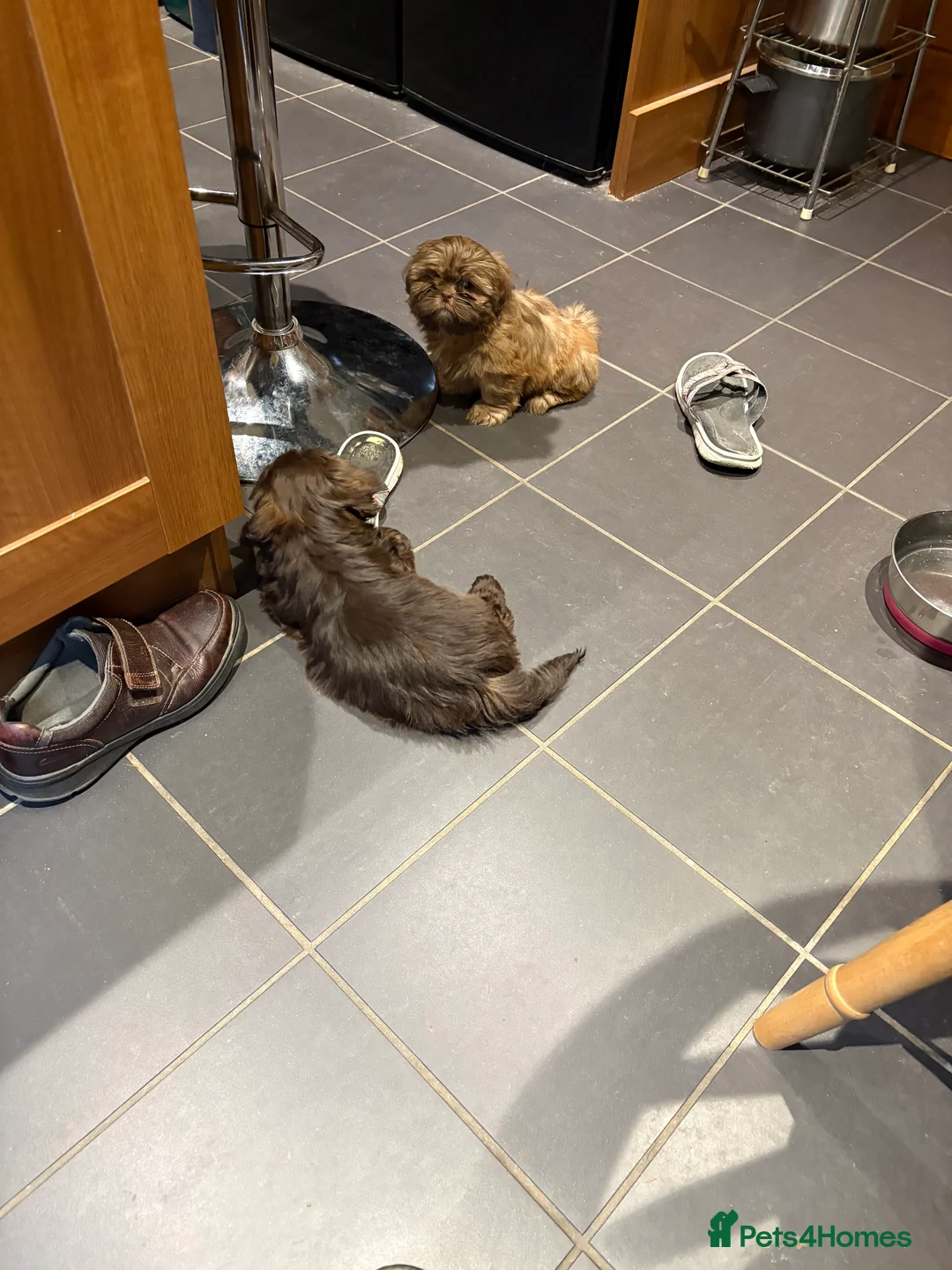 Shih Tzu dogs for sale: ALL SOLD THANK YOU - Advert 13