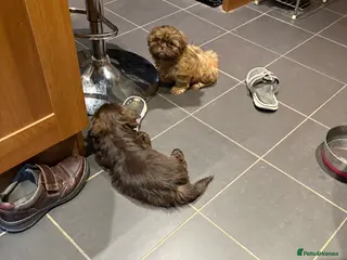 Shih Tzu dogs Karashishi shih tzu Ready Now - Advert 6