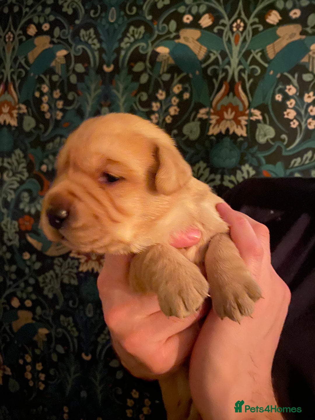 Goldador dogs for sale: Goldador Puppies  - Advert 4