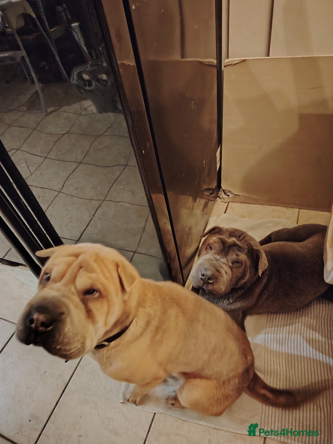 Shar Pei dogs for sale: Two male shar pei - Advert 4