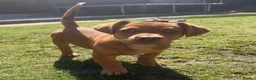 Miniature Dachshund dogs for sale: Dapple miniature dachshund - Advert 2