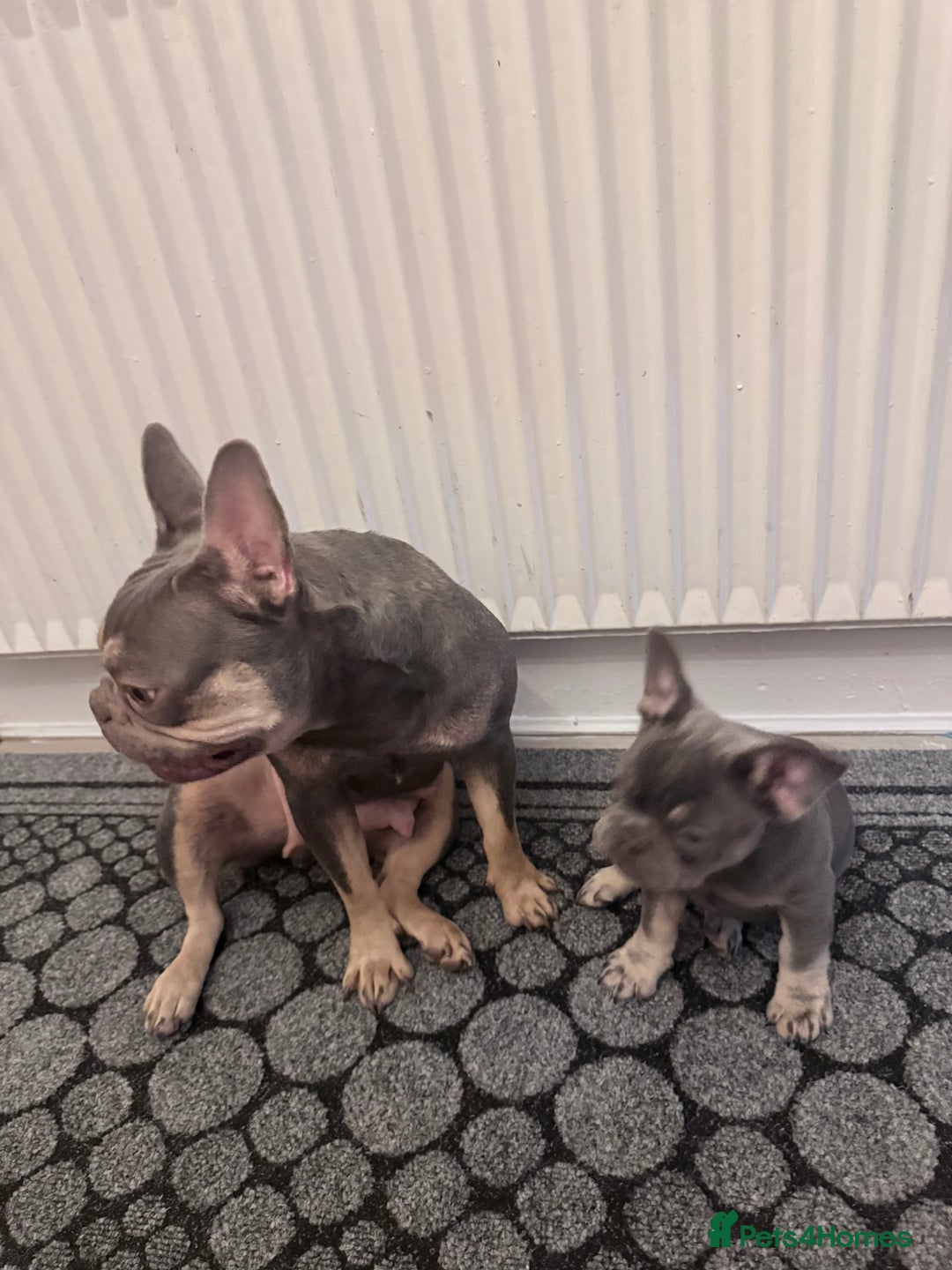 French Bulldog dogs for sale: Female French bulldog  - Advert 10