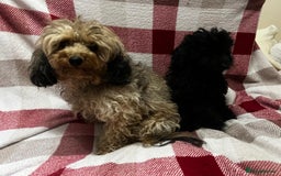 Cavapoo dogs for sale: Beautiful F1BB Cavapoo Girl - Image 2