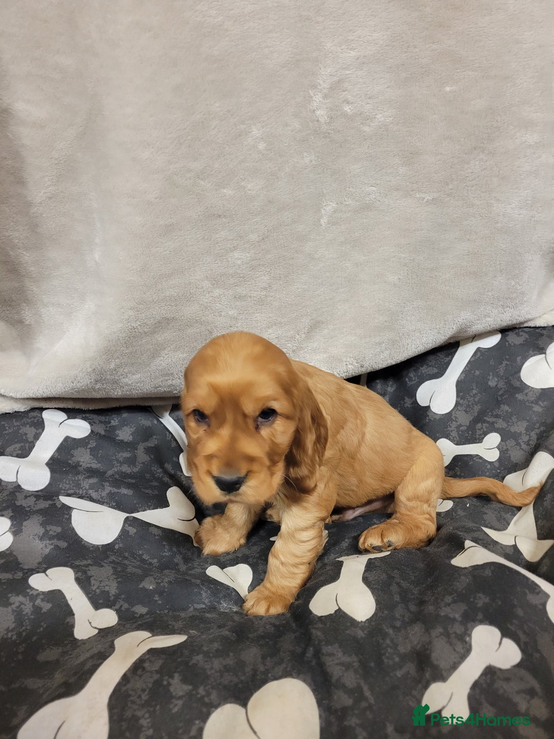 Cocker Spaniel dogs for sale: Cocker spaniel  - Advert 3