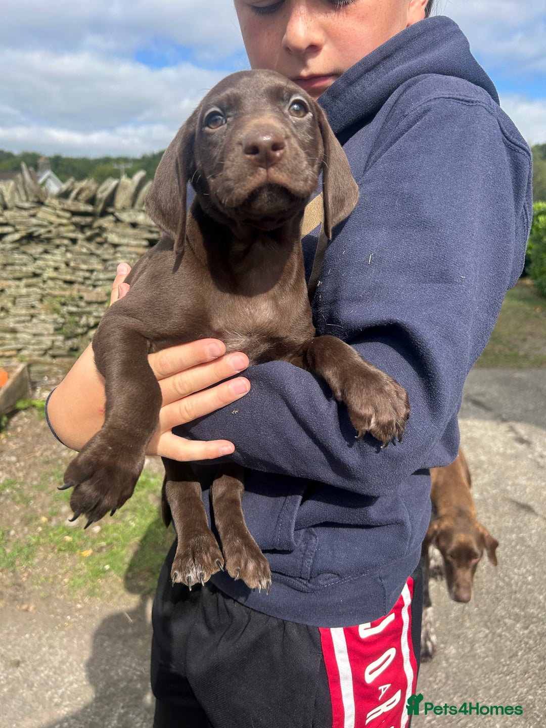 German Shorthaired Pointer dogs for sale: German Shorthaired Pointer Puppies - Image 3
