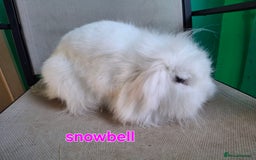 Mini Lion Lop rabbits for sale: 4 does and 5 bucks mini lop and lion lop - Image 3