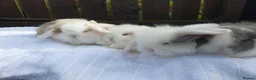 Mixed Breed rabbits for sale: Lion Lop x Vienna Lop Pet Bunnies  - Advert 3