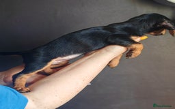 Dachshund dogs for sale: Minature dachshund puppies  - Image 10