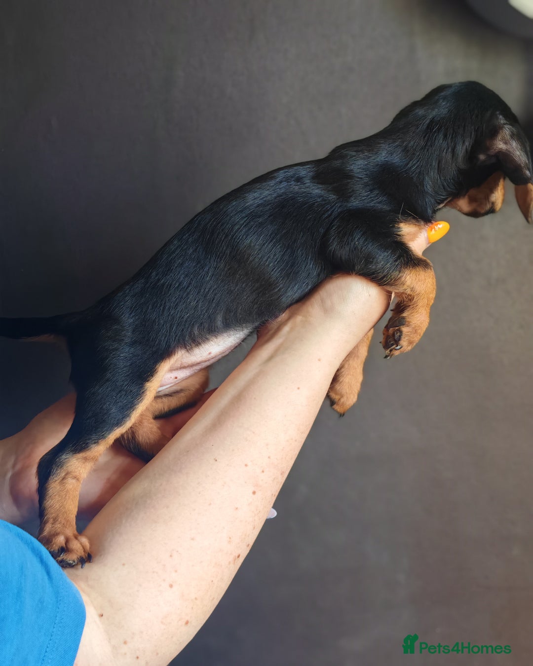 Dachshund dogs for sale: Minature dachshund puppies  - Image 10