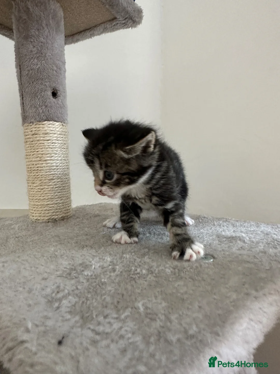 Mixed Breed cats for sale: 3 females ready in 4 weeks time. - Advert 20