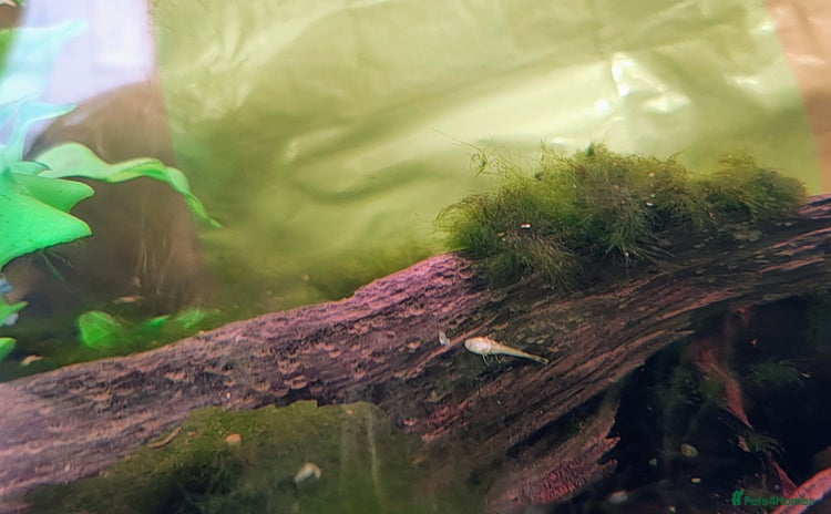 Plecos fish - Advert 1