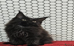 Maine Coon cats for sale: Pure breed Maine Coons Kittens  - Image 10