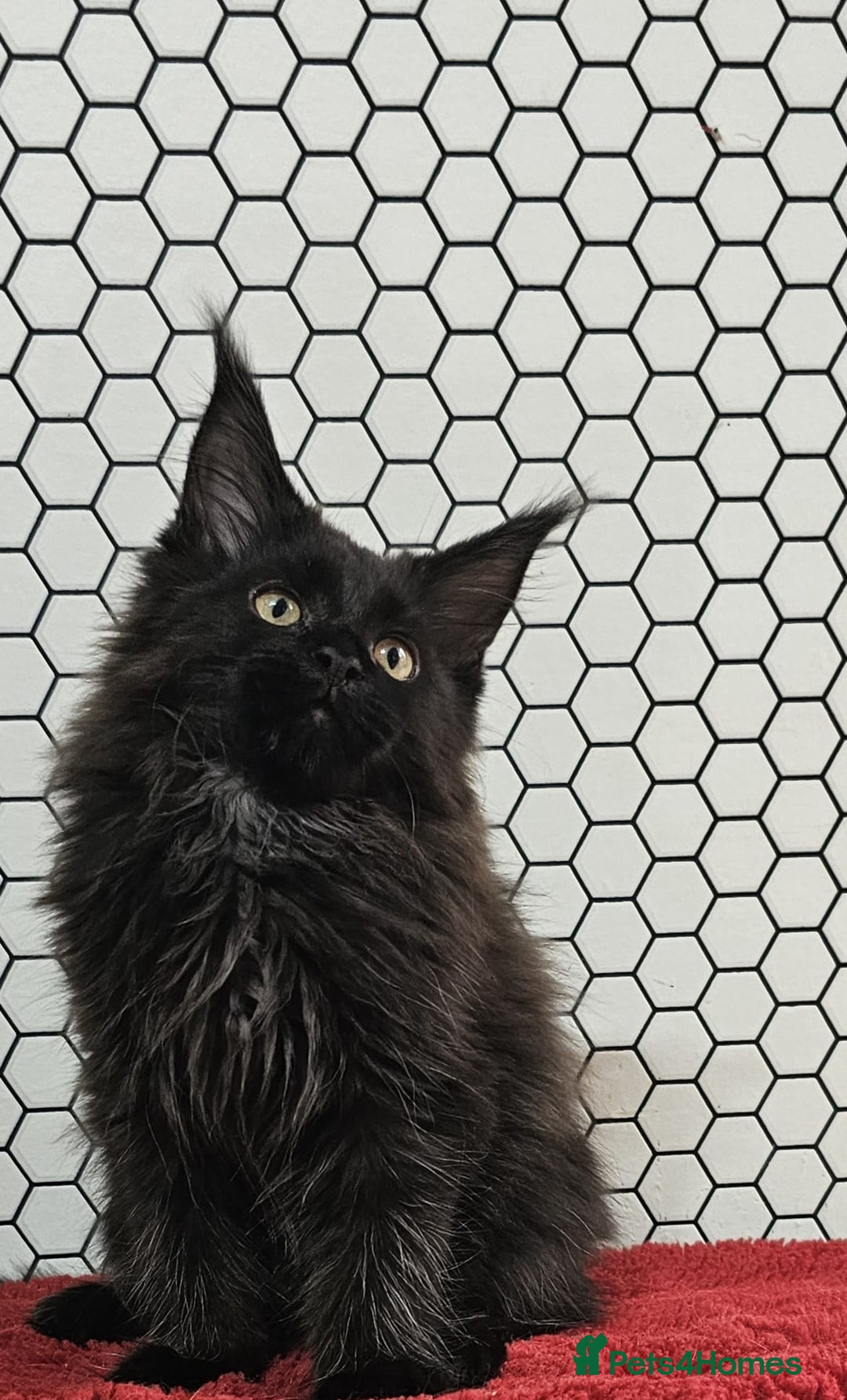 Maine Coon cats for sale: Pure breed Maine Coons Kittens  - Image 10
