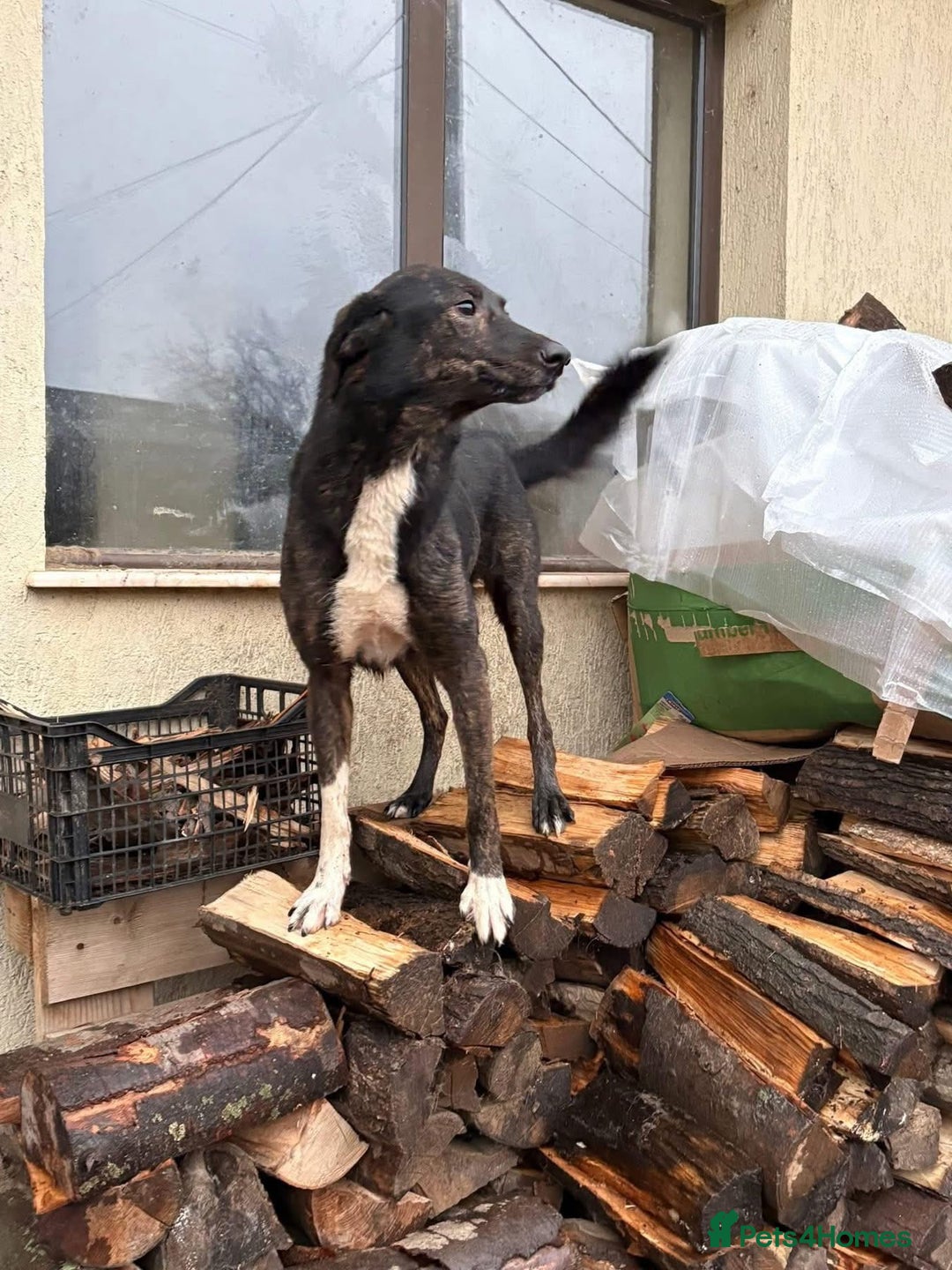 Mixed Breed dogs for adoption: Bonnie (Bokri) Norwich Norfolk  - Advert 15