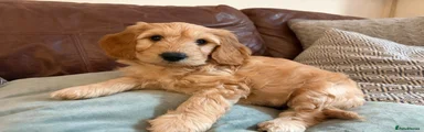 Mixed Breed 2