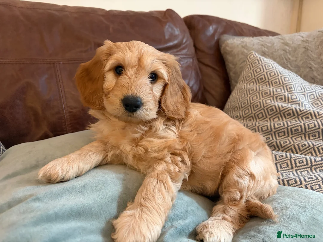 Mixed Breed dogs for sale: Cockapoo × Australian Labradoodle Puppies  in Redruth - Advert 12