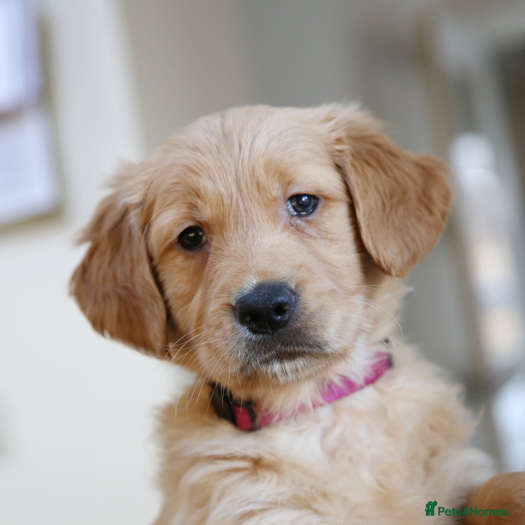 Golden Retriever dogs for sale: KC Registered Championship Line Golden Retrievers - Advert 18