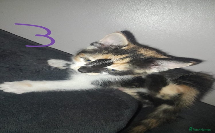 Mixed Breed cats - Advert 8