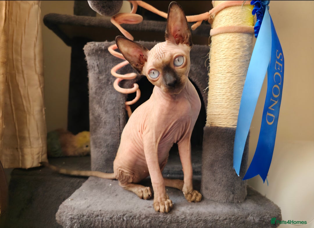 Sphynx cats for sale: 2 Sphynx Girls - Price For Both To Go Together - Image 5